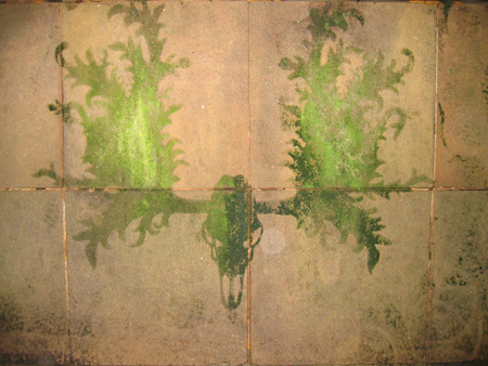 moose_img1