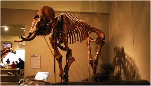 Mammoth for $10 Million