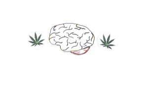 Your Brain on Marijuana