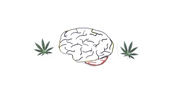 Your Brain on Marijuana