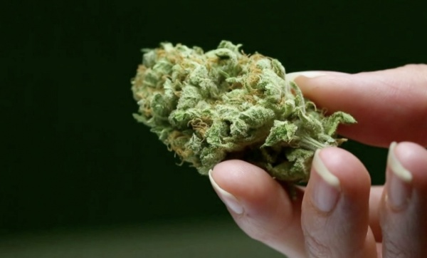 Video: The Cannabis Hunter